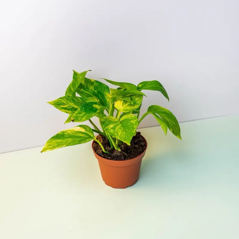 Pothos Neon Queen - 4 Inch