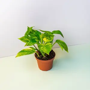 Pothos Neon Queen - 4 Inch