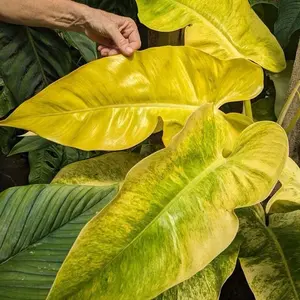 Philodendron Calkins Gold TC - Live Houseplant - Tissue Culture - Rare Tropical Aroid - Fast-Growing, Easy Care - Bright Colors, Yellow, Lime, Green - Grows Large, Glossy Leaves, Dramatic Foliage - Indoor Plant Gift - Embryonic Plantlet - Golden Spear