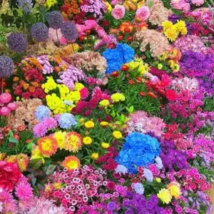 120+Mixed Flower Seeds, 500 Seeds, Easy to Grow, Perennial Wildflowers, Year-Round Planting, 95% Germination
