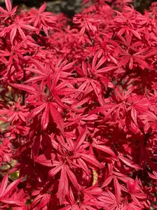 Acer palmatum 'Elizabeth' Dwarf Japanese Maple
