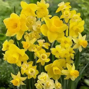 Narcissi Long-lasting 'Amsterdam Mixture'- Daffodil Bulb