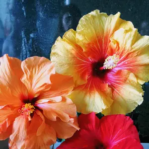 Hibiscus Flower