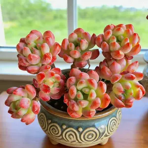 Sedeveria ‘Letizia’ Crested Live Succulent – Vibrant Aesthetic Plant | Bare Root, Easy-Care Plant Gift for Home & Holiday Decor