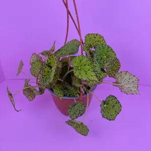 Begonia Rex Lime Love 6” Hanging Basket | Colorful Begonia | Live Plant