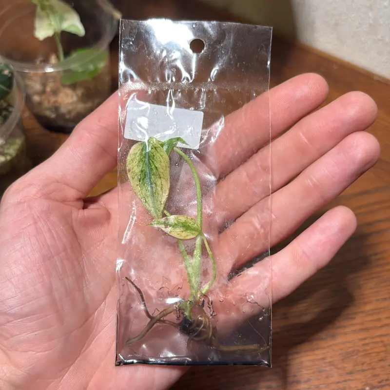 Mint monstera tissue culture.