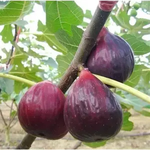 300+ Heirloom Fig Tree Garden Seeds: Cold Tolerant, Sweet Flavorful Fruits, Perfect for Home Gardening