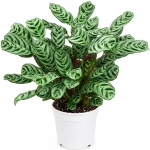 XL Fishbone Calathea 6” - Pet Safe