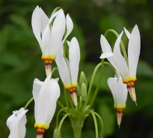 Shooting Star 5 bulbs Perennial - Shooting Star - Dodecatheon meadia - American Meadows