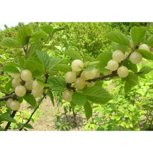 "Gabe" White Bush Cherry (Nanking)