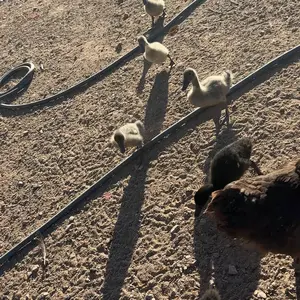 11LBS/10LBS /5 LBS Non-GMO-Dried Worms for Chickens PROILGRUBS All Natural Dried Black Soldier Fly Larvae Treats, Dried Meal Worms for Chickens, Hens, Birds... Egg Productivity High Protein feed