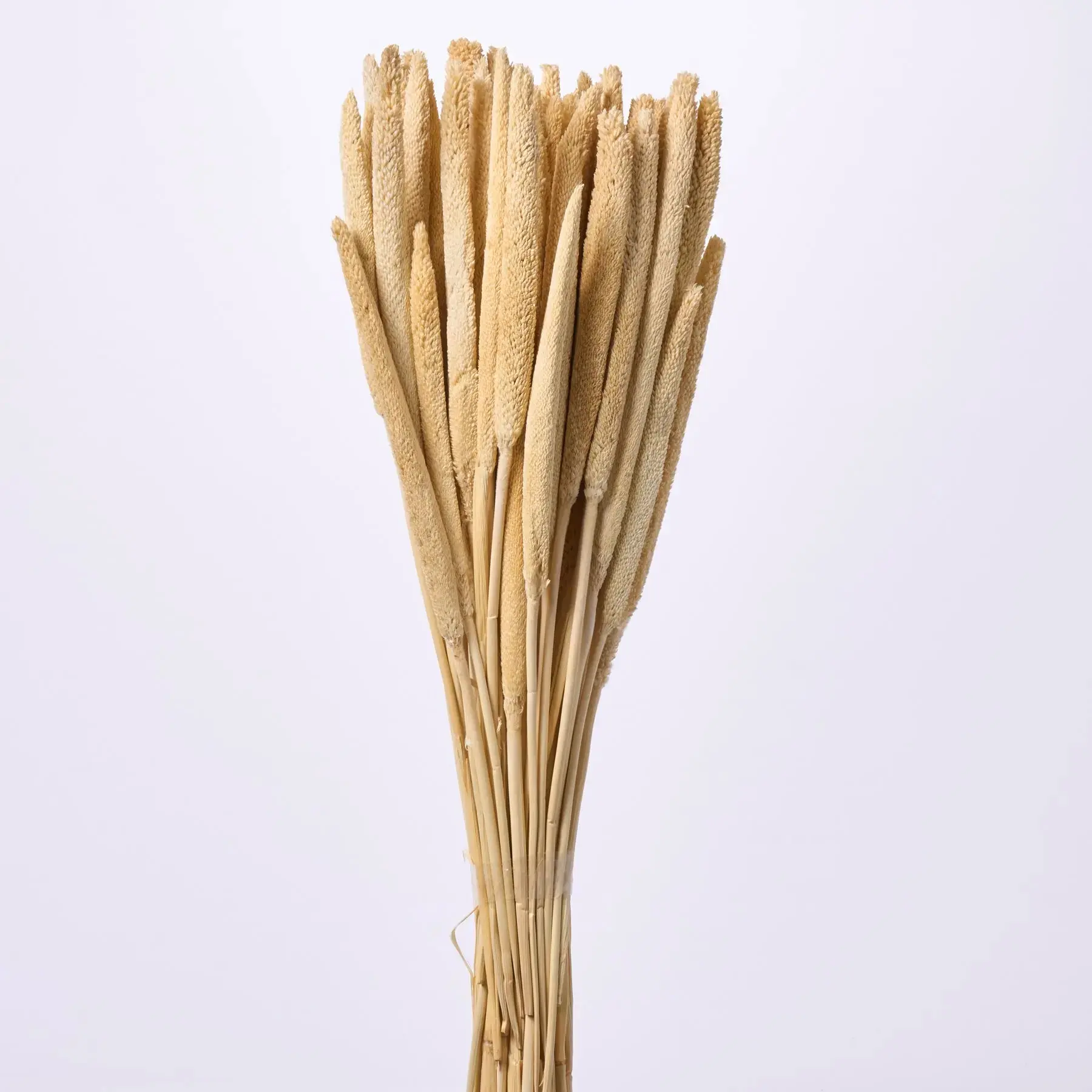 Preserved Naturally Dried Bleached Babala Bundle Bouquet - 29"