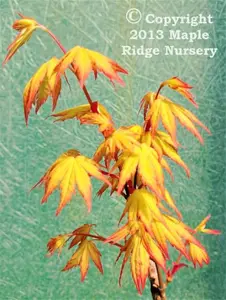 Acer palmatum 'Orange Dream' Yellow Japanese Maple