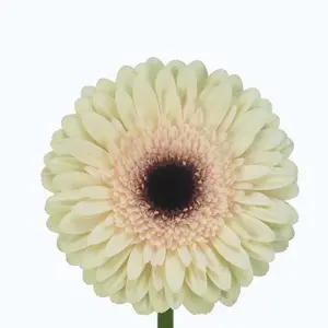 Gerber Eclair - 50 Stem Bunch