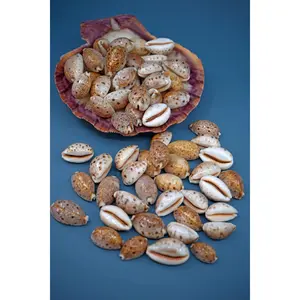 Lynx Cowrie Seashells: 10 pcs of Lyncina lynx Cowrie Shells