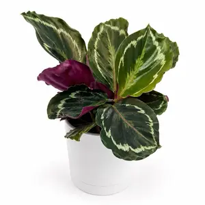 Calathea Roseopicta Medallion 4" pot Houseplant with Intricate Green Cream & Purple Leaves for Tropical House Decor