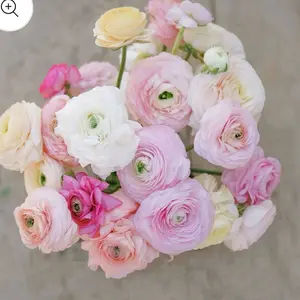 (10) Bridal Pastel Mix Ranunculus Corms Bulbs Flowers Spring Garden Decor Plants