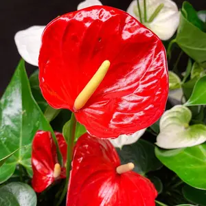 Anthurium Red Sensation Houseplant - Anthurium - Live Plant