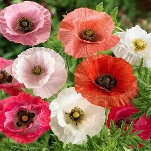 1000+ Shirley Mixed Papaver rhoeas Seeds for Planting 'Double Mixture' | Heirloom Open Pollinated | Double Mixture Blend Annual Flowering Seeds