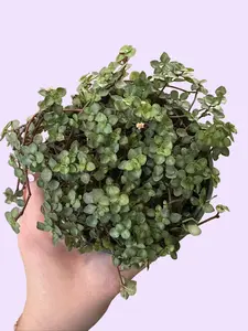 4" Pilea Glauca 'Aquamarine' - Silver Sparkle Pilea - Shelf Decor - Live Houseplant