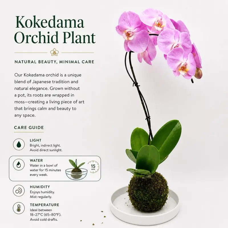 Kokedama Orchid  Handmade  Elegant Blooming Plant , Pet Friendly for Indoor Home Decoration Traditional  Decorative