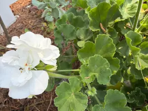 White Geranium Hanging Basket