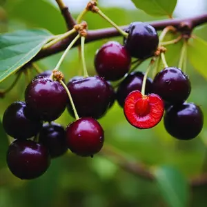 Set Cherry Trees Live Plant, Sweet Cherry Plant Live, Wild Black Cherry Tree Plant from 1 Feet Tall