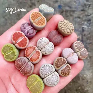 Lithops, Living Stones, Pebble Plants 0.3" to 0.7"  ship in bare roots