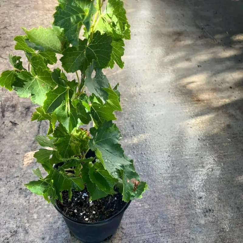 A Midgelyee seedless grape live plant in a 1 gallon pot /Fruit Live Tree |propagation by cuttings/1.5-2ft tall with pot