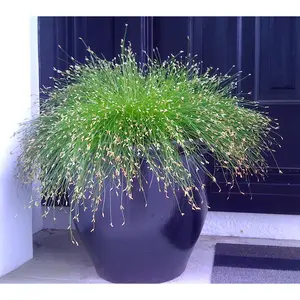 Fiber Optic Grass 50 Seeds - NEW -STRANGE - Indoors/Out