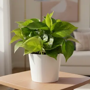 Pothos 'Lemon Top'