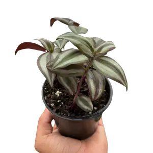 Tradescantia Zebrina 'Wandering Jawn'