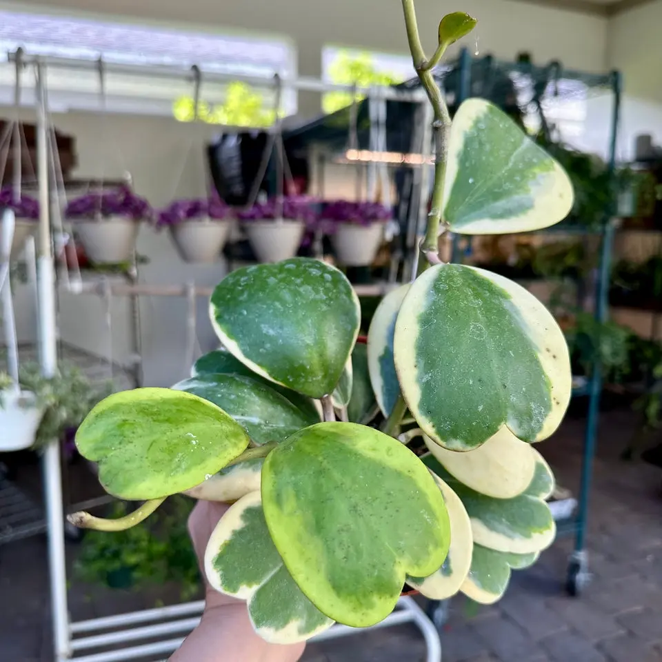 Hoya ‘Kerrii’ outer variegated - 4” pot