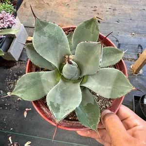 Agave Plants 6 inch pot choose variety Agave Plants 6 inch pot choose variety