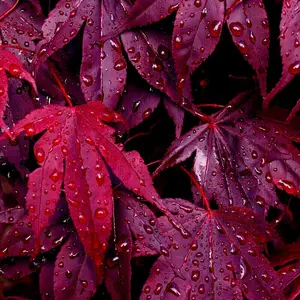 5 "BLOODGOOD" Red Japanese Maple Tree Seeds (Palmatum atropurpureum) Hardy Bonsai