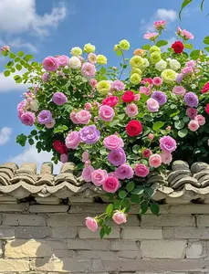 Romance Rose Seeds - Elegant flowers for backyards and balconies | Garden beautification for beginners | Hardy perennials for gardens and patios | Long-lasting, fragrant flowers