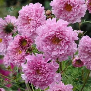 Double Click Rose Bonbon Cosmo Seeds | 25 Seeds