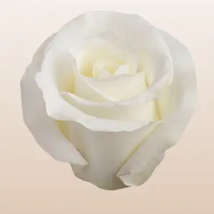 Escimo Roses Pure White Small Bloom 4.0-4.5cm 32 Petals Year-round Ecuador Fresh Bud Form 25-stem Bunches Mini-Pack 50 Stems Large Pack 100 Stems