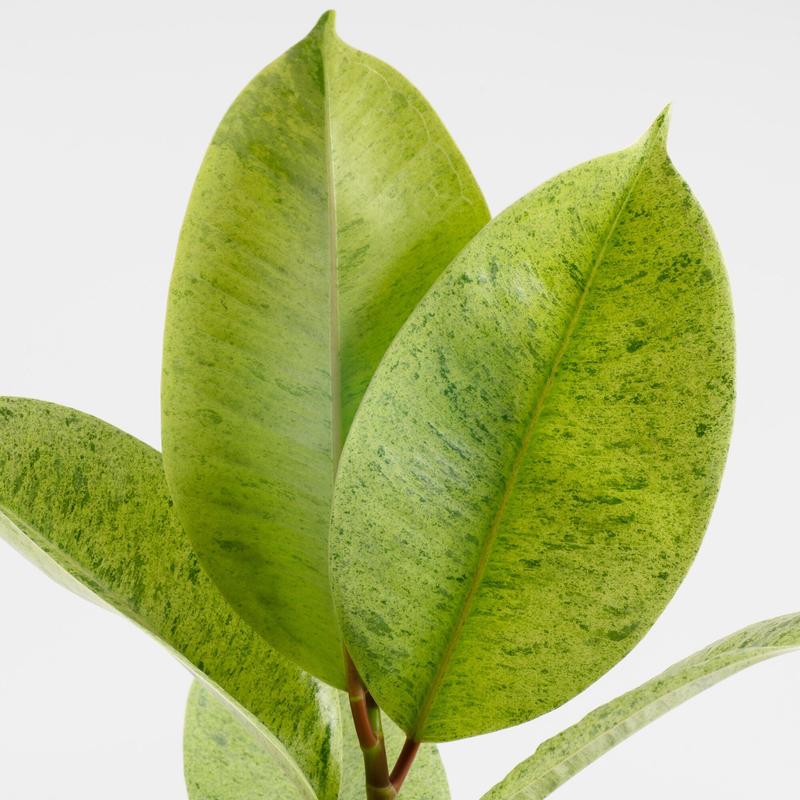 Grower's Choice Variegated Ficus | medium