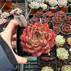 Echeveria agavoides 'Matchstick' Single Head (around 4'') - Bare Root Succulents - Terra Tales