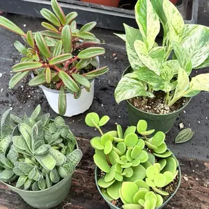 House plants 4”inch bundle box 4-pack