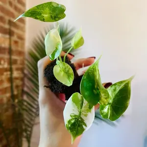 Alocasia Dragon scale Variegated Starter Plant