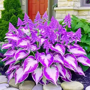 800 pcs Hosta Seeds – Smooth-Growing Perennials for Home Landscaping