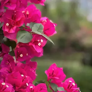 Premium Bougainvillea Seeds - Bougainvillea Plant Live in 8 Weeks! Vibrant Flowering Vines for Balconies & Gardens