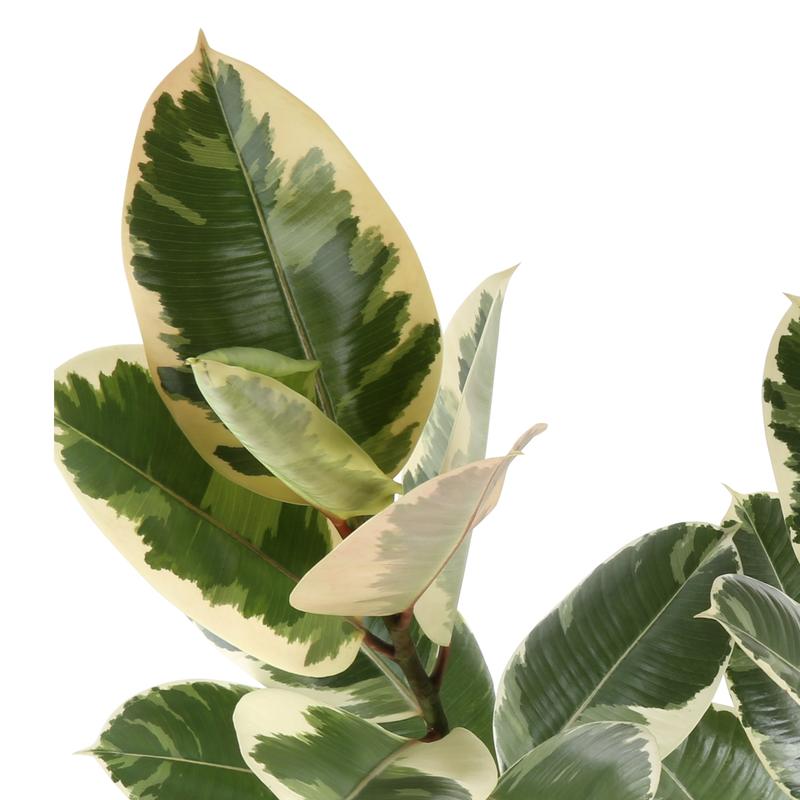 Grower's Choice Variegated Ficus | medium