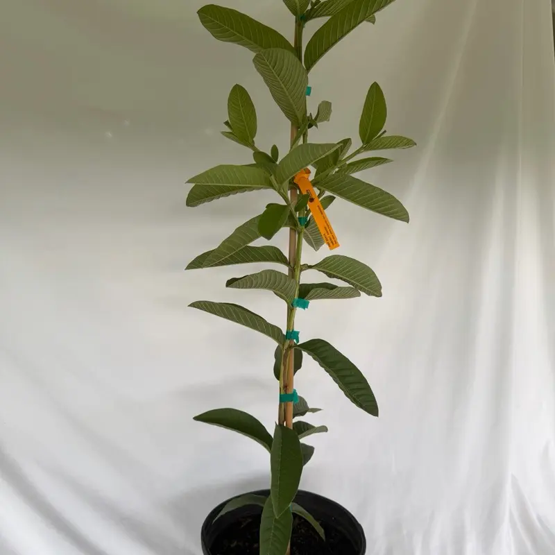 Ruby Supreme Guava Tree - 2-3 ft Tall, 3-Gal Pot