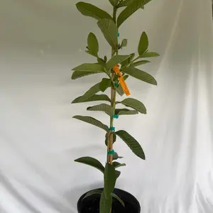 Ruby Supreme Guava Tree - 2-3 ft Tall, 3-Gal Pot