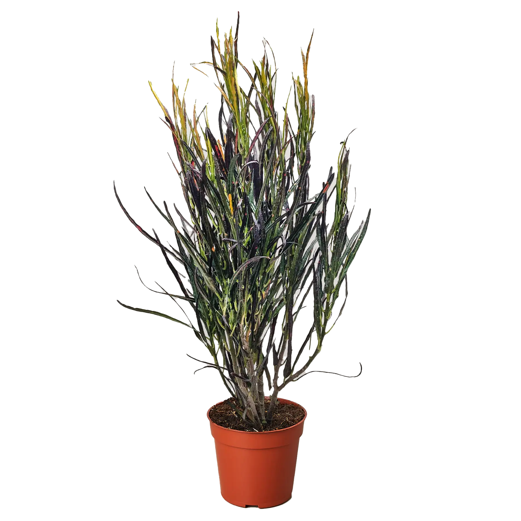 Croton Picasso (Codiaeum variegatum)