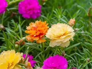 2000+ Moss Rose Seeds for Planting Outdoor Rare Purslane Seeds Succulent Ground Cover Plant Portulaca 0leracea Seeds