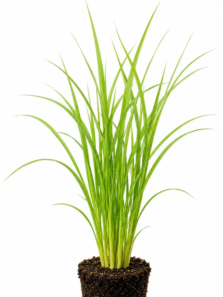 Live Lemongrass Starter Plug – Fragrant Culinary Herb Plant for Tea, Cooking, Containers & Outdoor Herb Gardens